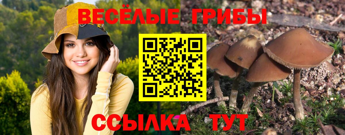 Кировск  Псилоцибиновые грибы мицелий  Вход с VPN 